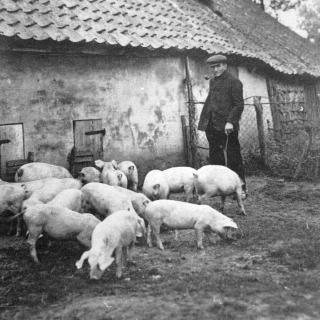 003-Boer Sjef Jansen bij zijn varkens op de Benthem in Bakel.