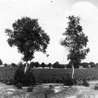 025-’t Zand in Bakel in vroegere jaren.