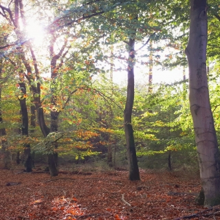 033-De Stippelberg in Milheeze, een mooi stukje natuur.