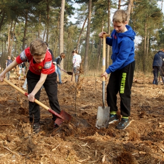 158-49e boomfeestdag, Nederheide, 2015. Sinds 1966 doen de scholen van de gemeente Gemert-Bakel mee aan Boomfeestdag (voorheen Boomplantdag). Bij het planten van jonge boompjes worden de kinderen ieder jaar weer ondersteund door vrijwilligers van IVN, Jeugdnatuurwacht Ons Landschap en Natuurcentrum De Specht.