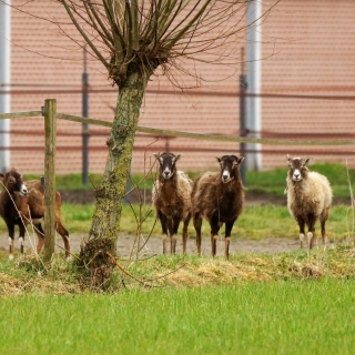 260-In 2018 liepen er wekenlang wilde moeflons rond in het gebied tussen Bakel en Milheeze.